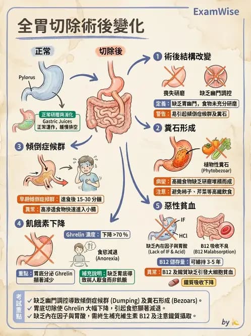 營養 - 腸胃道疾病 - AI 圖文解析預覽