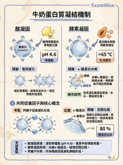 營養 - 動植物性食材製備原理 - AI 圖文解析預覽