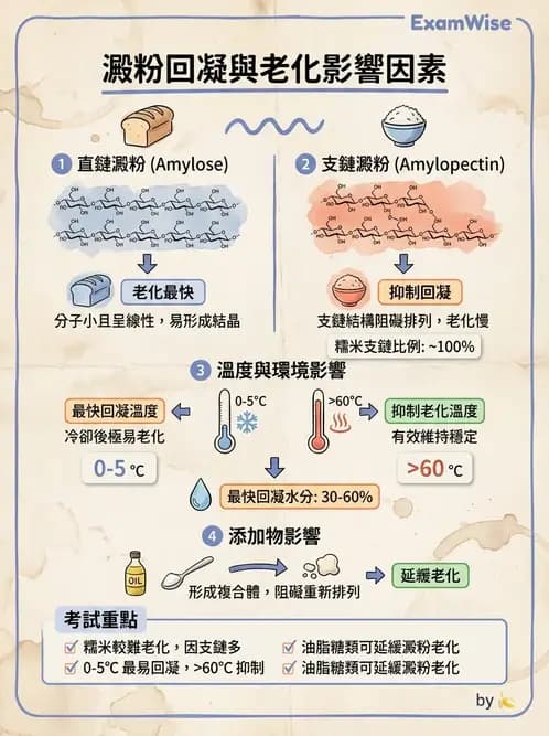 營養 - 穀類、澱粉與麵粉製備原理 - AI 圖文解析預覽