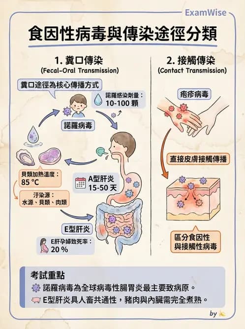 營養 - 食源性病原微生物 - AI 圖文解析預覽