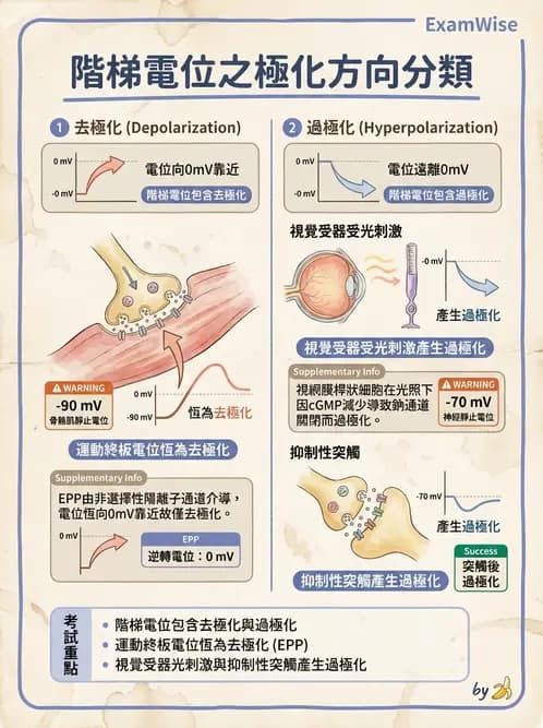 營養 - 神經系統生理學 - AI 圖文解析預覽