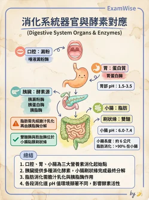 營養 - 消化系統生理學 - AI 圖文解析預覽