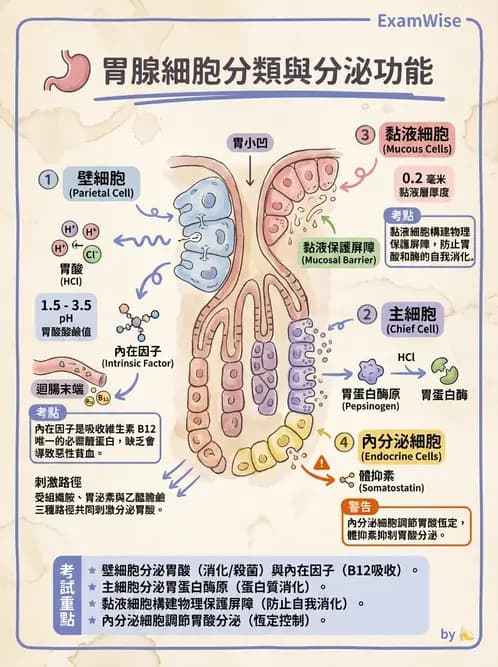 營養 - 消化系統生理學 - AI 圖文解析預覽
