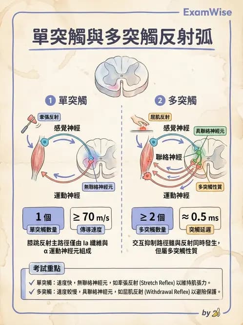 營養 - 神經系統生理學 - AI 圖文解析預覽