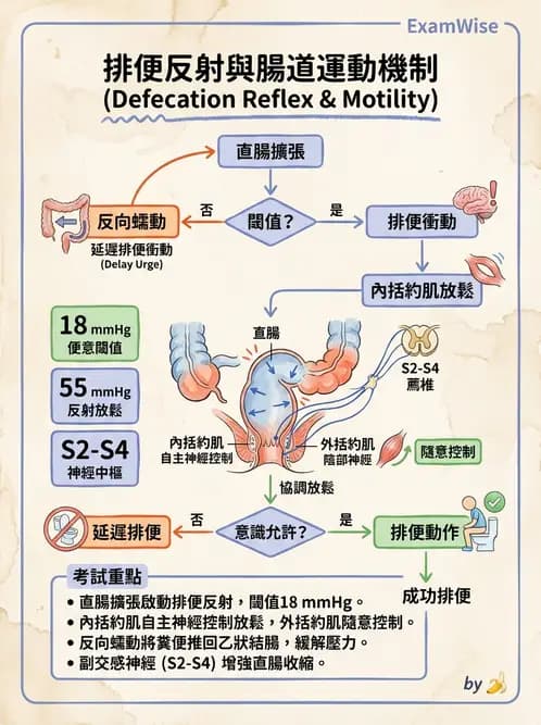 營養 - 消化系統生理學 - AI 圖文解析預覽