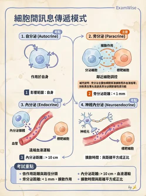 營養 - 生殖系統生理學 - AI 圖文解析預覽