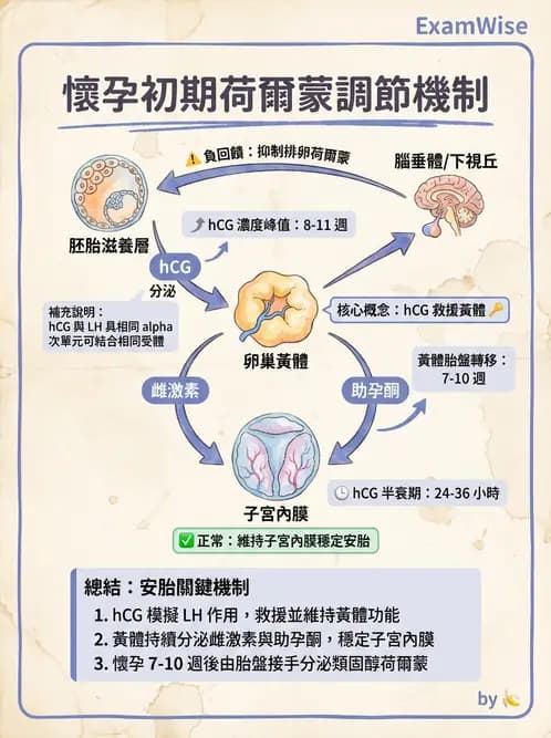 營養 - 生殖系統生理學 - AI 圖文解析預覽
