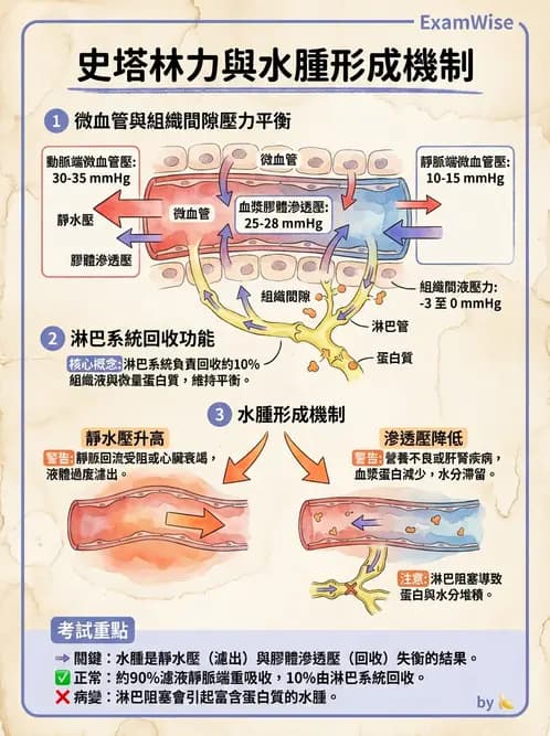 營養 - 心血管系統生理學 - AI 圖文解析預覽