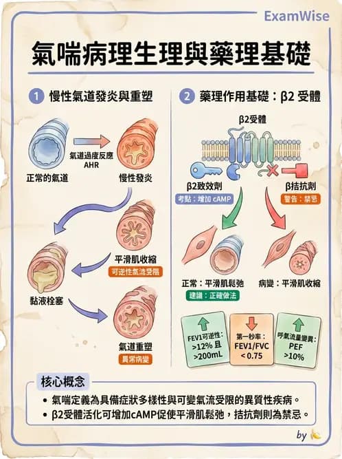 營養 - 呼吸系統生理學 - AI 圖文解析預覽
