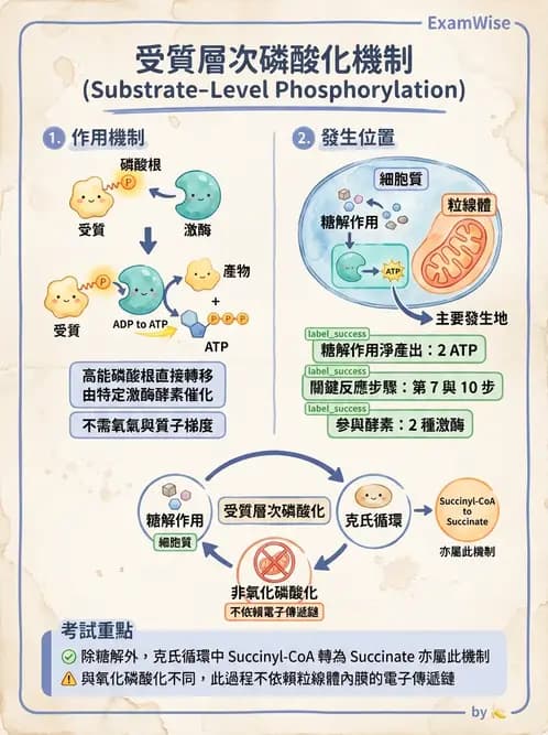 營養 - 醣類代謝 - AI 圖文解析預覽