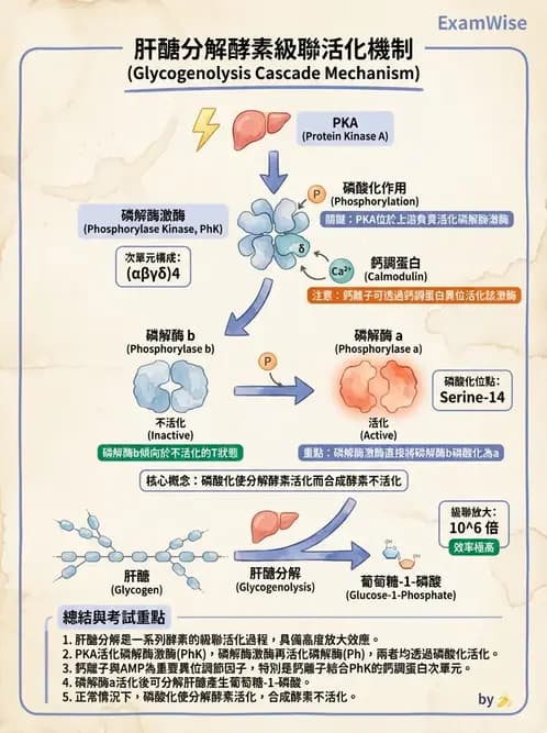 營養 - 醣類代謝 - AI 圖文解析預覽