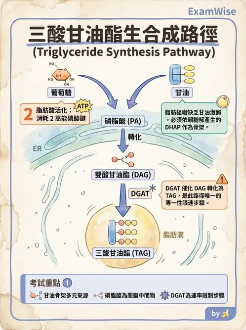 營養 - 脂質代謝 - AI 圖文解析預覽