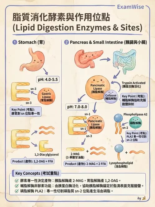 營養 - 消化系統生理學 - AI 圖文解析預覽