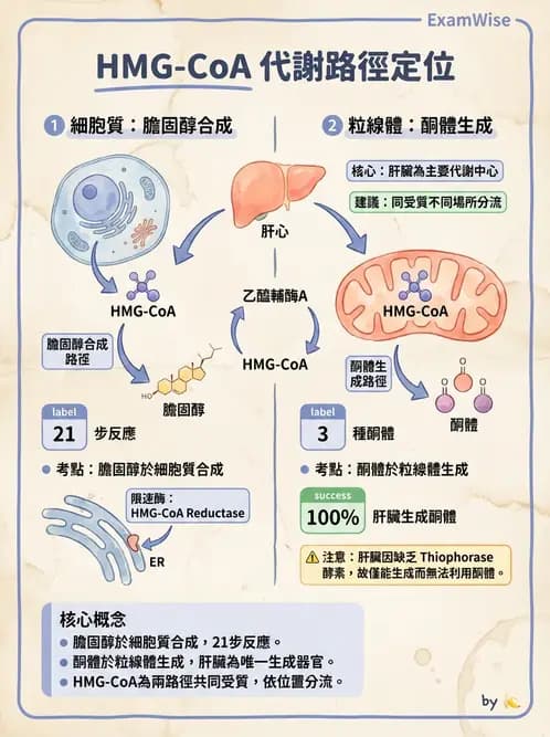 營養 - 脂質代謝 - AI 圖文解析預覽