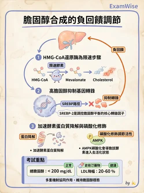 營養 - 脂質代謝 - AI 圖文解析預覽