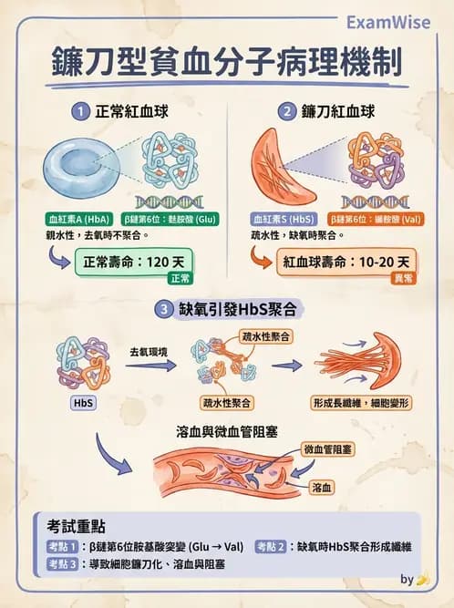 營養 - 蛋白質與胺基酸代謝 - AI 圖文解析預覽