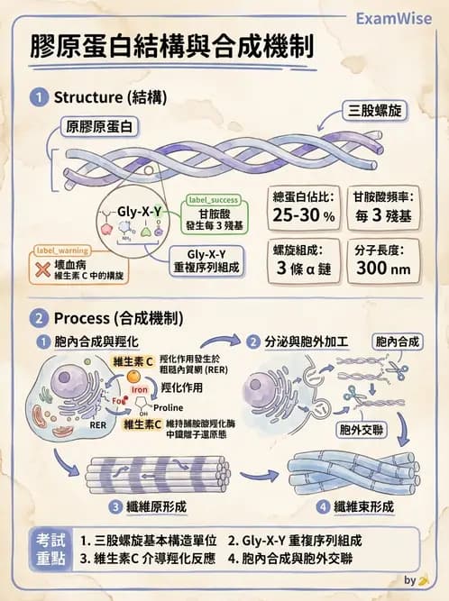 營養 - 蛋白質與胺基酸代謝 - AI 圖文解析預覽