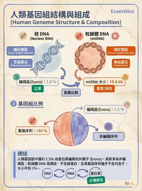 營養 - 核酸與基因表現 - AI 圖文解析預覽