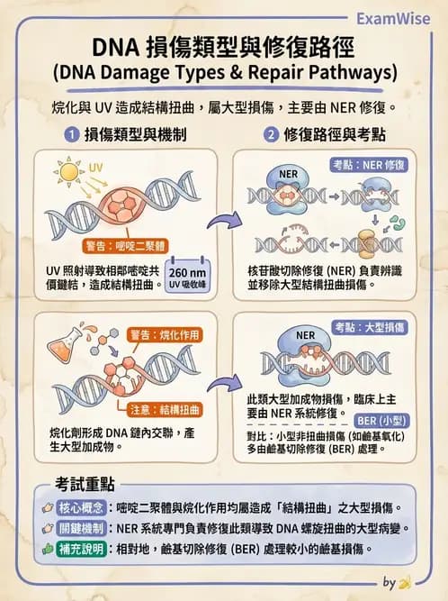 營養 - 核酸與基因表現 - AI 圖文解析預覽