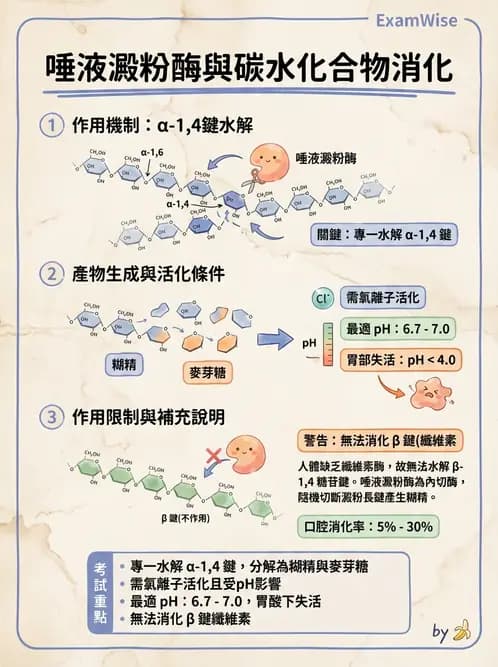 營養 - 醣類消化吸收與血糖調控 - AI 圖文解析預覽