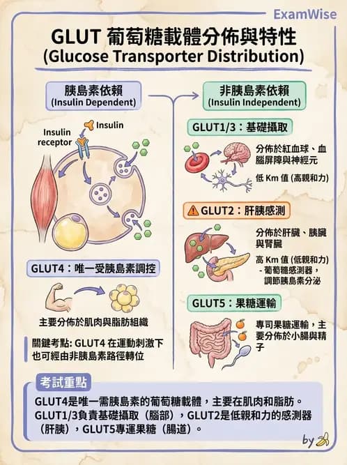 營養 - 醣類消化吸收與血糖調控 - AI 圖文解析預覽