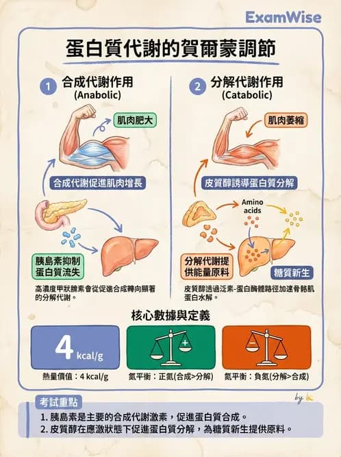 營養 - 蛋白質結構、功能與需求量 - AI 圖文解析預覽