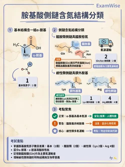 營養 - 胺基酸分類、功能與代謝 - AI 圖文解析預覽