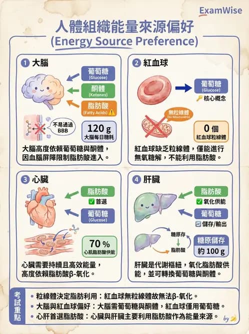 營養 - 脂肪酸種類與必需脂肪酸 - AI 圖文解析預覽