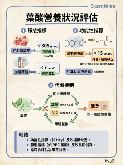 營養 - 單碳代謝與造血B群維生素 - AI 圖文解析預覽