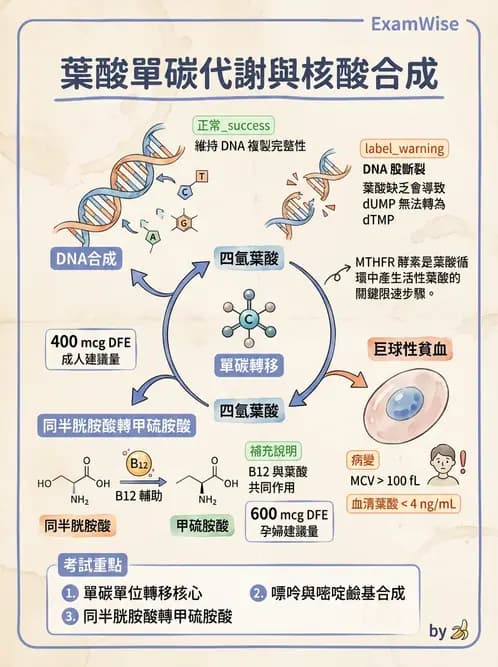 營養 - 單碳代謝與造血B群維生素 - AI 圖文解析預覽