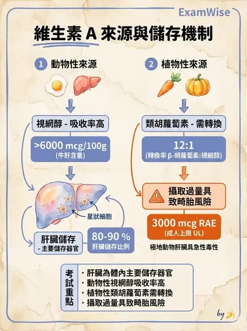 營養 - 維生素A - AI 圖文解析預覽