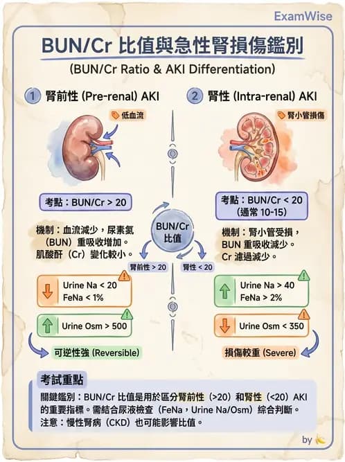 營養 - 腎臟疾病飲食治療 - AI 圖文解析預覽