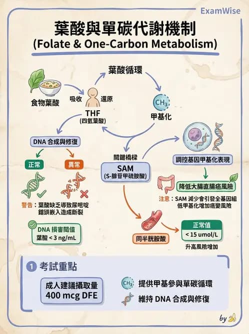 營養 - 癌症營養 - AI 圖文解析預覽