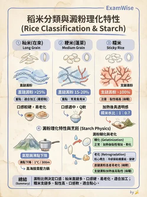 營養 - 穀類、澱粉與麵粉製備原理 - AI 圖文解析預覽