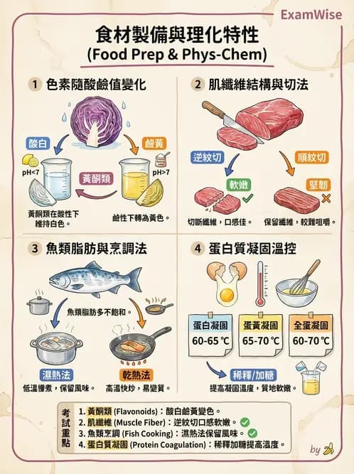 營養 - 動植物性食材製備原理 - AI 圖文解析預覽