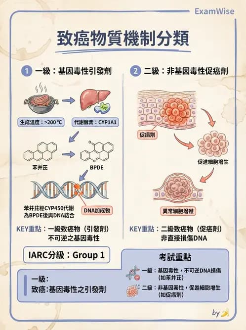 營養 - 食品安全性評估 - AI 圖文解析預覽