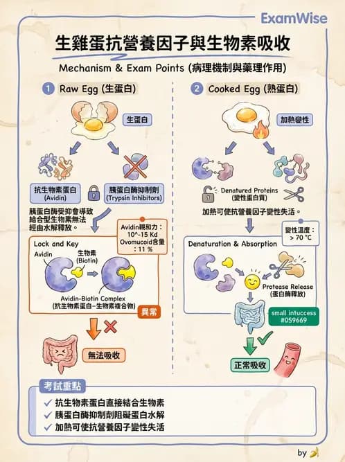 營養 - 天然毒素 - AI 圖文解析預覽