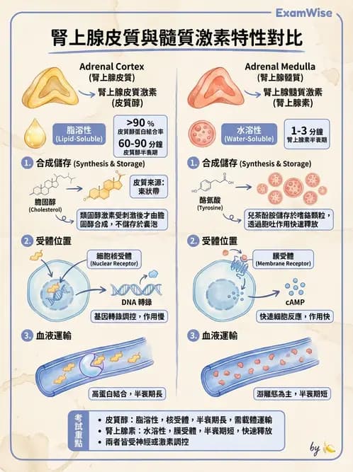 營養 - 內分泌與代謝生理學 - AI 圖文解析預覽