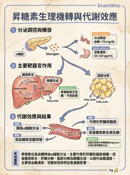 營養 - 內分泌與代謝生理學 - AI 圖文解析預覽