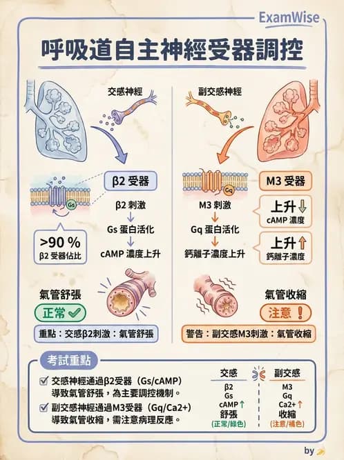 營養 - 神經系統生理學 - AI 圖文解析預覽