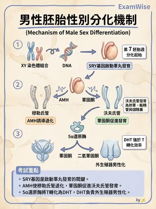 營養 - 生殖系統生理學 - AI 圖文解析預覽