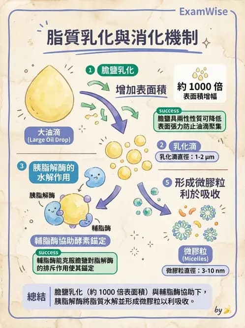 營養 - 消化系統生理學 - AI 圖文解析預覽