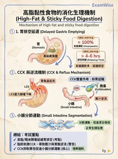 營養 - 消化系統生理學 - AI 圖文解析預覽