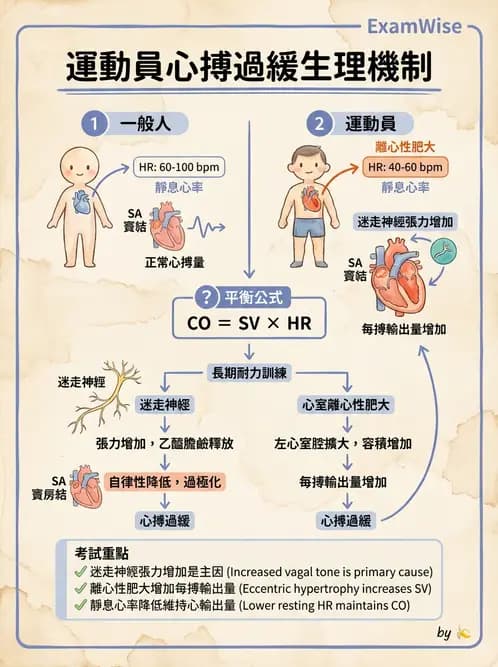 營養 - 心血管系統生理學 - AI 圖文解析預覽