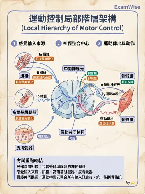 營養 - 神經系統生理學 - AI 圖文解析預覽