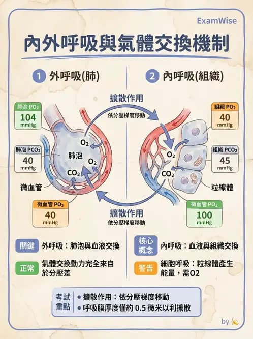 營養 - 呼吸系統生理學 - AI 圖文解析預覽