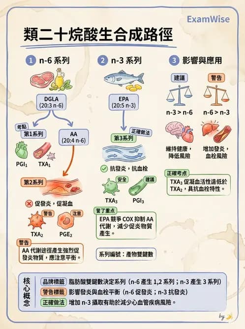 營養 - 脂質代謝 - AI 圖文解析預覽