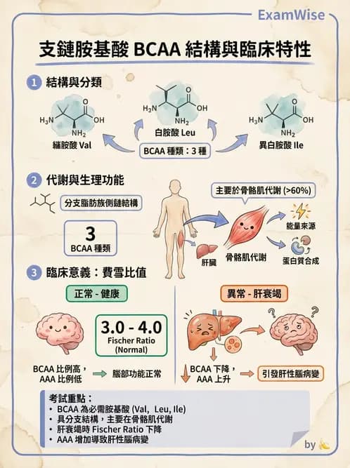 營養 - 蛋白質與胺基酸代謝 - AI 圖文解析預覽