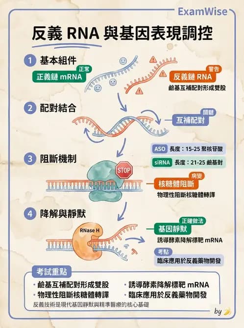 營養 - 核酸與基因表現 - AI 圖文解析預覽