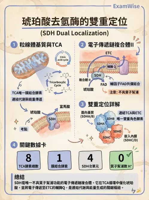 營養 - 能量代謝 - AI 圖文解析預覽